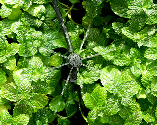 Микроспринклерное орошение: начало новой эры эффективного водосберегающего орошения