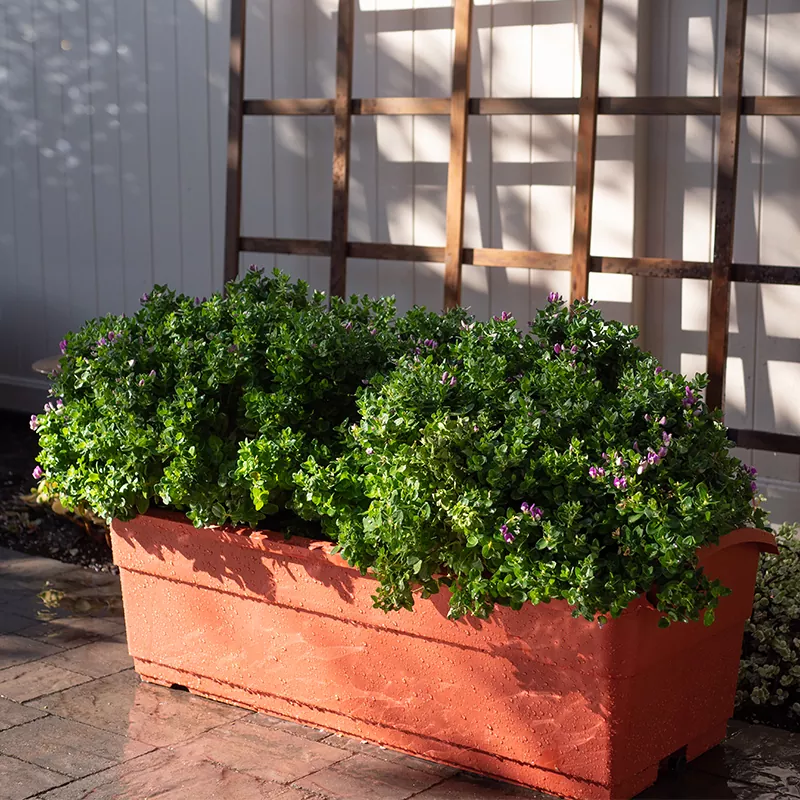 30л рубанок с самополивом